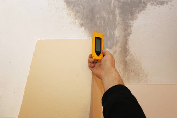 Best Mold Odor Removal Services  in Matheny, CA