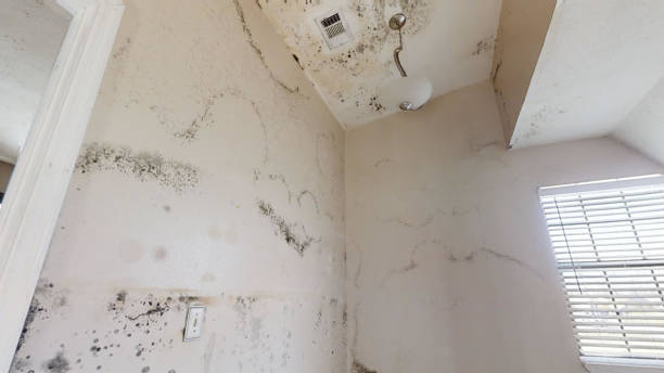 Best Mold Removal for HVAC Installations  in Matheny, CA
