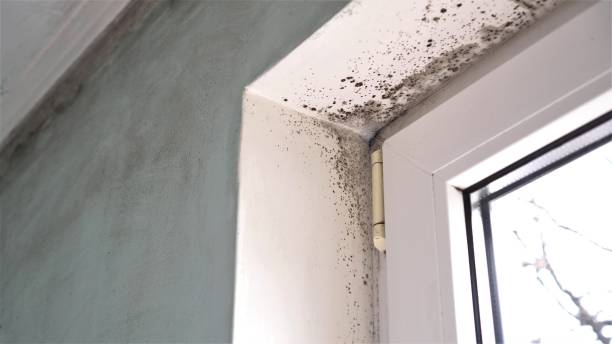 Best Asbestos and Lead Testing During Mold Inspection  in Matheny, CA