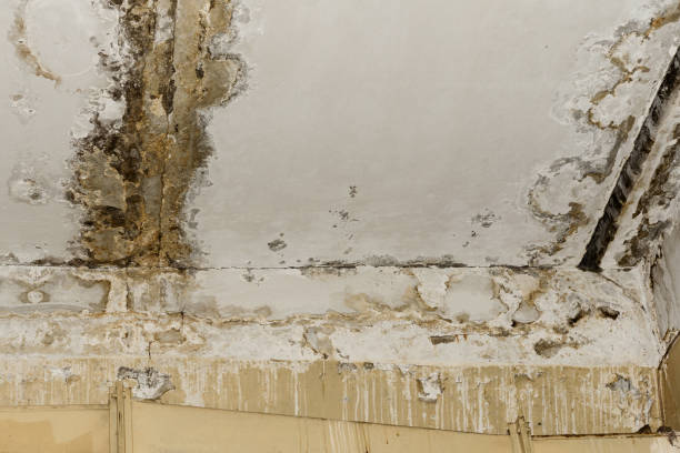 Biohazard Mold Removal in Matheny, CA
