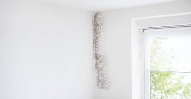 Best Dehumidification Services  in Matheny, CA