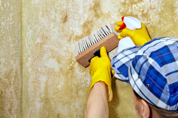 Best Attic Mold Removal  in Matheny, CA