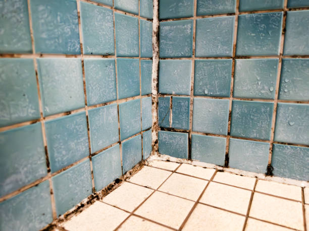 Best Forensic Mold Investigation  in Matheny, CA