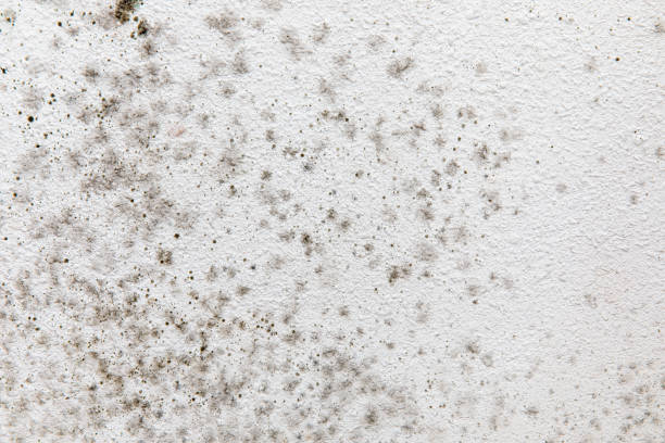 Best Basement Mold Removal  in Matheny, CA