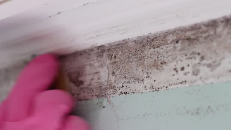 Best Crawl Space Mold Remediation  in Matheny, CA